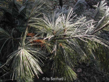 Pinus Wallichiana