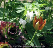 Tulpen + Herzen.jpg