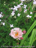 Lavender mit Thalictrum.jpg