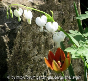 Herzen und Tulpe.jpg