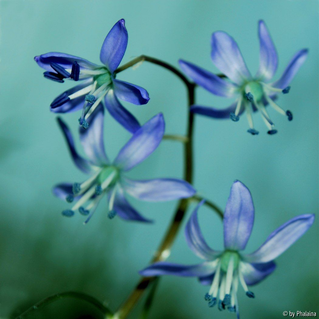 Scilla greilhuberi