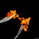 Tillandsia crocata x albertiana