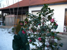 linz12