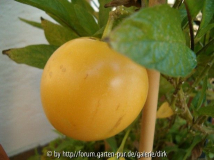Peppino - Birnenmelone
