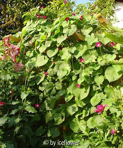 Ipomoea am Rankgitter 26.9.09