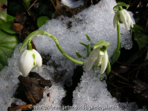 Galanthus 'Richard Ayres'