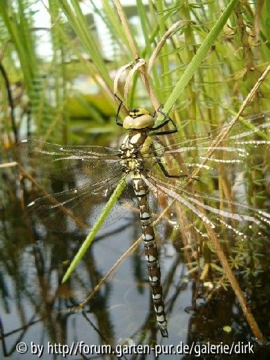 Libelle unbekannt