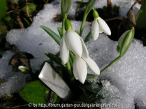 Galanthus 'Henham No 1'