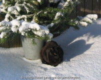 Pico im Schnee.jpg