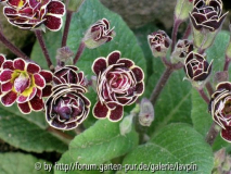 primula.jpg