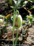 frittilaria1.jpg