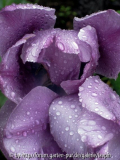 blue rain tulip.jpg