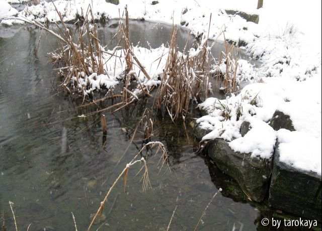 teich parco winter