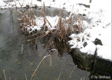 teich parco winter
