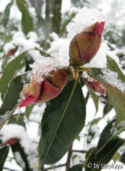 knospen winter