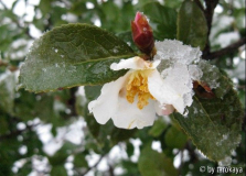 grijsii winter