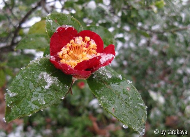yuletide winter