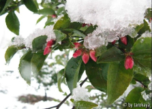 transnokoensis winter