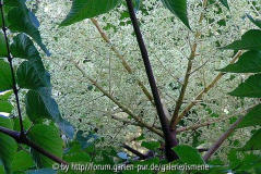 Aralia elata Blüte
