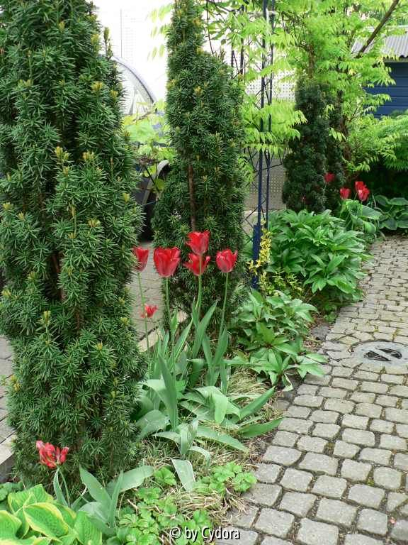 Nordseite_roteTulpen_2009