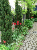 Nordseite_roteTulpen_2009