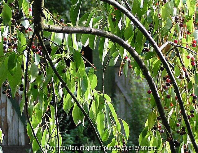 Prunus serotina Zweiglein