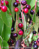 Prunus serotina Beerchen