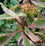Cornus alba Elegantissima