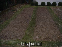Beetanlage-09_02_2010.jpg