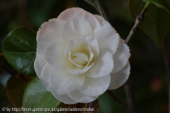 Frimbriata 09.02.2010