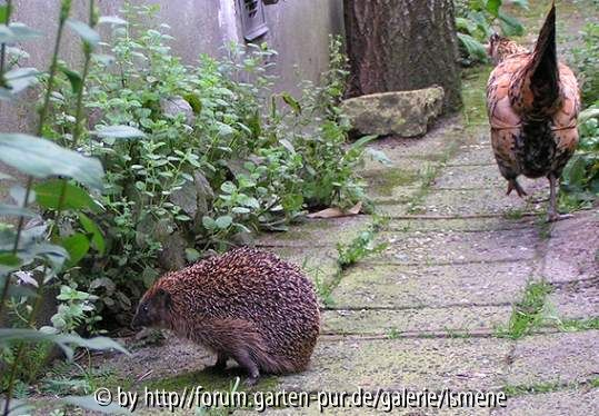 Igel mit Huhn