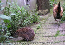 Igel mit Huhn