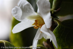 C. yuhsinensis 09.02.2010