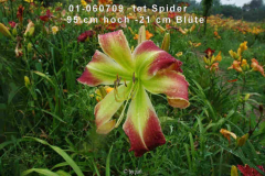 Taglilien