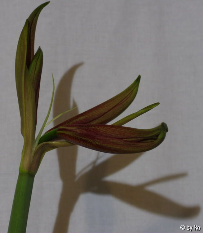 Knospe cybister Februar