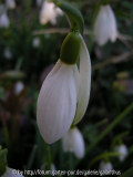 Galanthus 'James Backhouse'