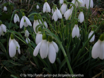 Galanthus 'James Backhouse'