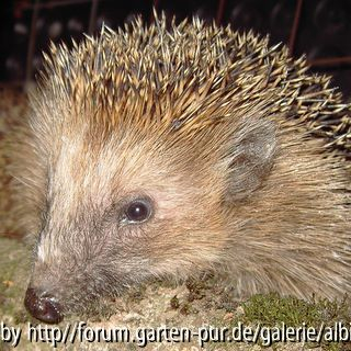 Igel- Avatar