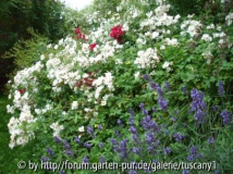 Rosenböschung