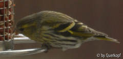 Erlenzeisig2