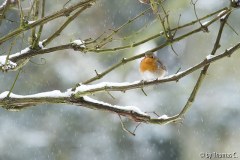 Rotkehlchen im Schnee 2