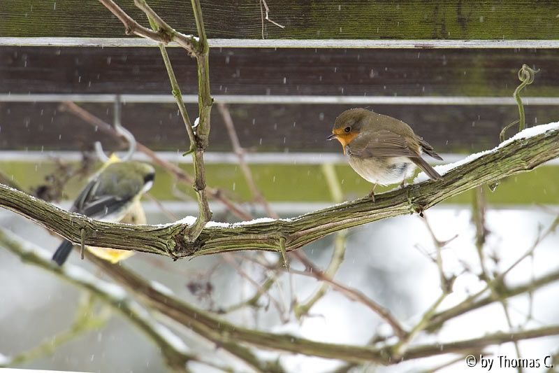 Rotkehlchen im Schnee 1