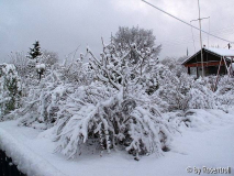 Winter im Garten