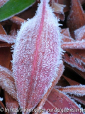 frosted Schlangenknöterich.jpg
