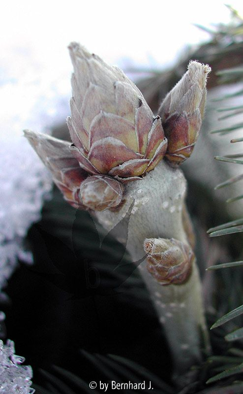 Quercus pontica