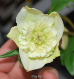 primroseanemone.jpg