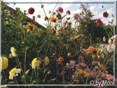 Dahlienbeet