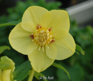 YellowRedFlush.jpg