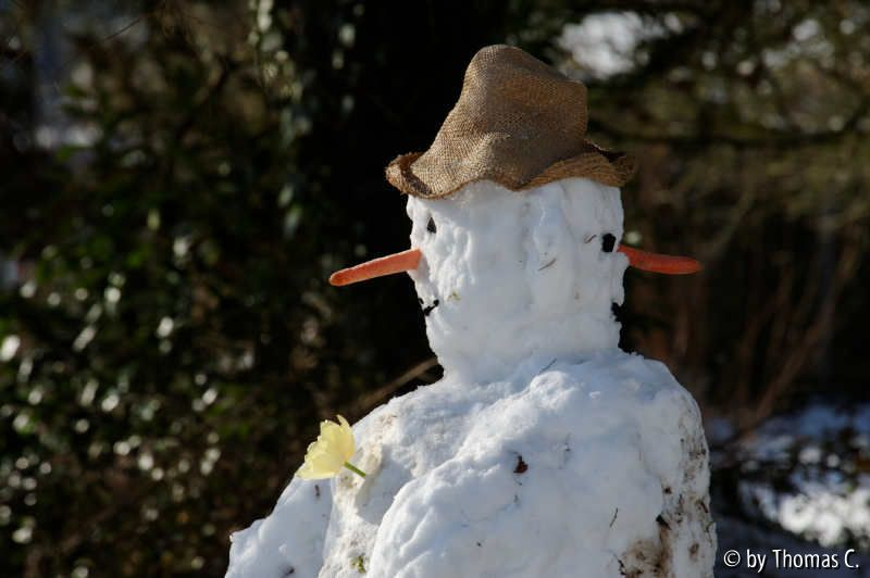 Schnee-Janus
