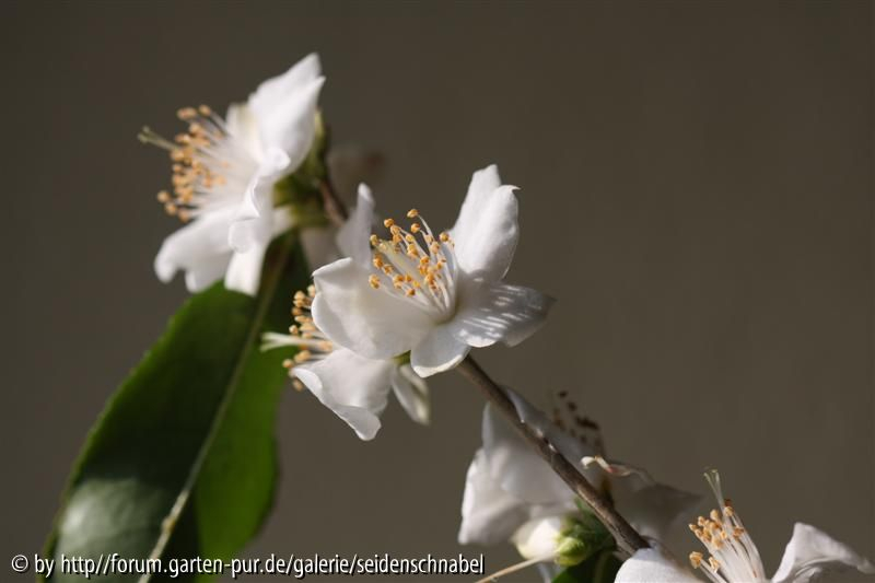 C. tsaii 16.02.2010